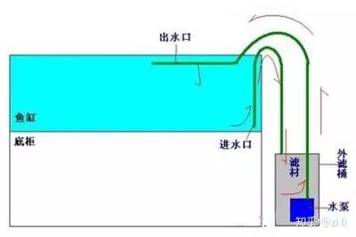 龍魚總在出水口沖水怎么辦：龍魚總在出水口沖水怎么辦龍魚總在出水口沖水怎么辦
