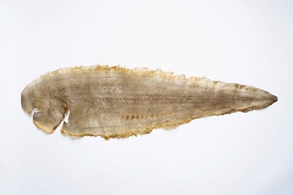 馬龍魚是什么魚