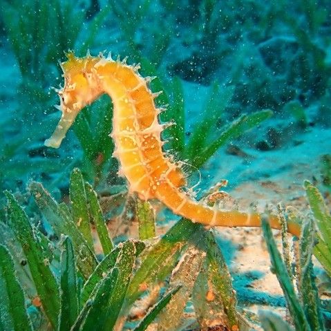 馬龍魚是什么魚