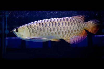 龍魚要多少度水溫洗澡最好：給龍魚洗澡時(shí)水溫應(yīng)保持在24-28攝氏度