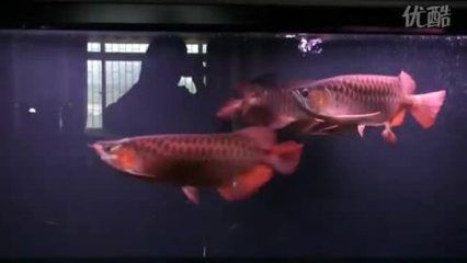 養的龍魚能不能吃了呢：養殖龍魚可以食用嗎？