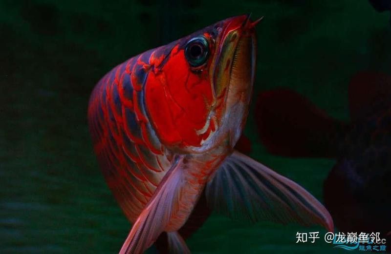 金龍魚多久會變色？