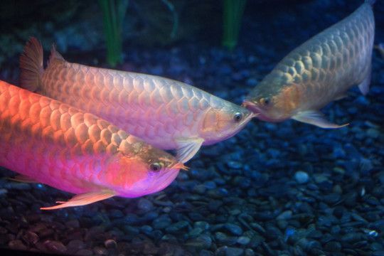 玉石金龍魚擺件寓意什么意思啊：玉石金龍魚擺件在中國傳統文化中具有豐富的寓意