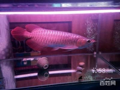 皇宮紅龍魚官網：關于皇宮紅龍魚官網的問題