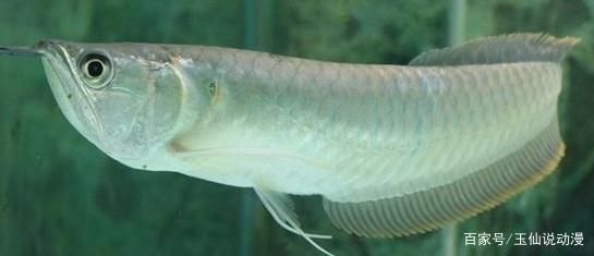 銀龍魚不健康的表現(xiàn)（銀龍魚不健康的一些表現(xiàn)）