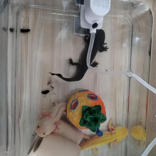 恐龍魚跳缸嗎圖片高清 龍魚百科 第15張 恐龍魚跳缸嗎圖片高清 恐龍魚跳缸嗎圖片高清 龍魚百科 第15張