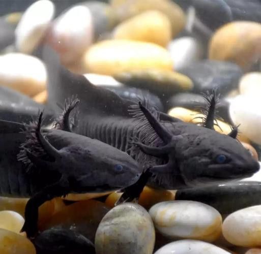 恐龍魚跳缸嗎圖片高清 龍魚百科 第20張 恐龍魚跳缸嗎圖片高清 恐龍魚跳缸嗎圖片高清 龍魚百科 第20張