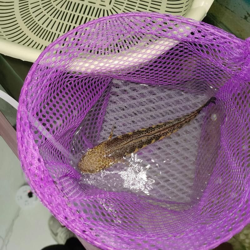 恐龍魚跳缸嗎圖片高清 龍魚百科 第21張 恐龍魚跳缸嗎圖片高清 恐龍魚跳缸嗎圖片高清 龍魚百科 第21張