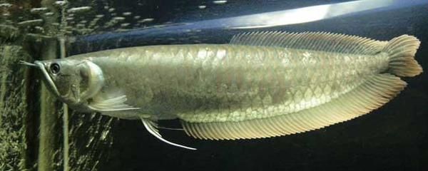 銀龍魚把尾巴lu出水面（銀龍魚把尾巴lu出水面可能是因為缺氧、不適應環境）