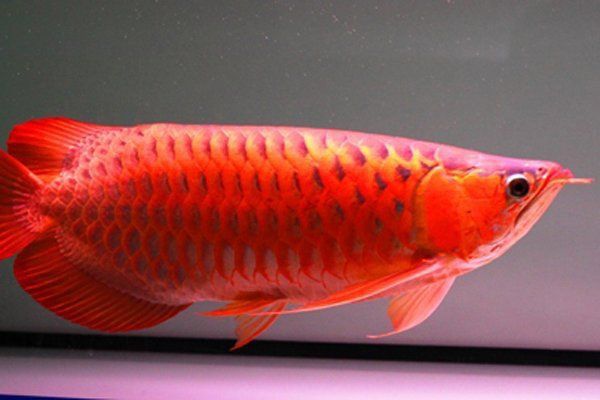 如何判斷龍魚脫肛的嚴重程度？