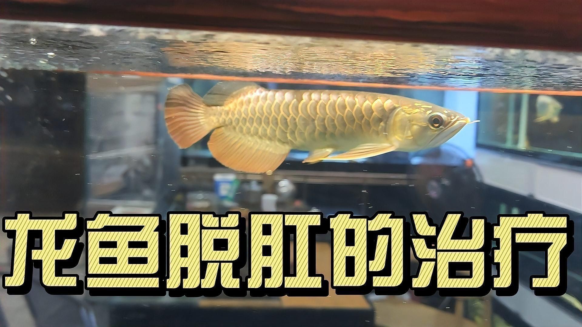 如何判斷龍魚脫肛的嚴重程度？