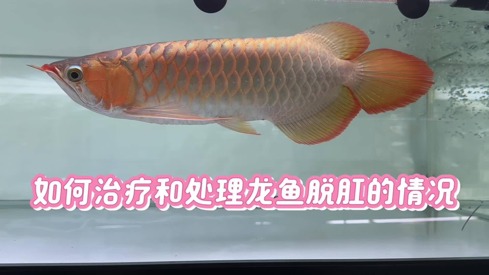如何判斷龍魚脫肛的嚴重程度？