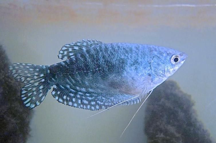 藍曼龍魚會變色嗎圖片