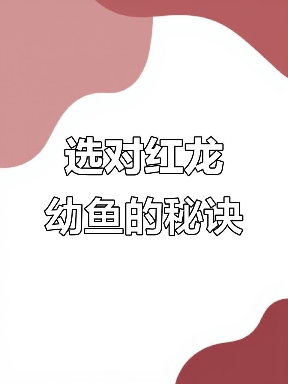 如何判斷紅龍魚苗的品質？