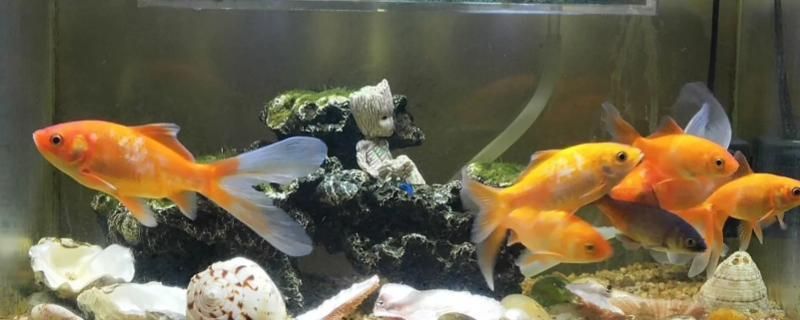 金龍魚是哪個集團（金龍魚是哪個集團的品牌）