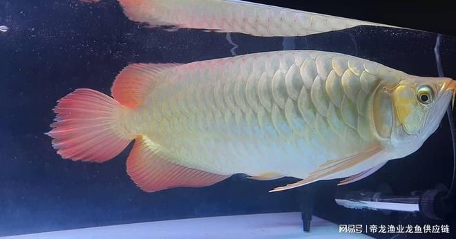 龍魚的體型和什么有關聯：龍魚的體型受到多種因素影響，龍魚的體型和什么有關聯