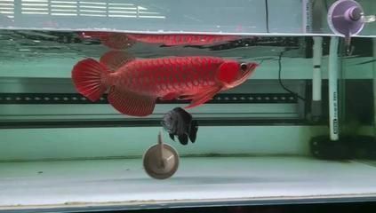 紅龍魚十大魚場排名榜最新版，紅龍魚養殖技術哪家強，紅龍魚市場價格走勢分析