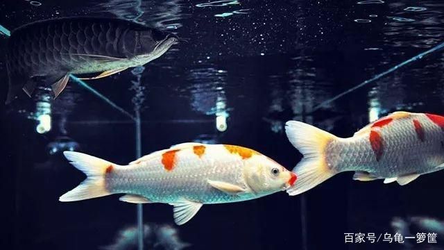 龍魚(yú)是冷水魚(yú)嗎還是熱水：如何調(diào)節(jié)龍魚(yú)養(yǎng)殖水溫