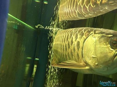 養龍魚的溫度多少合適：金龍魚養殖適宜的水溫范圍通常為26至32攝氏度，適合金龍魚生活