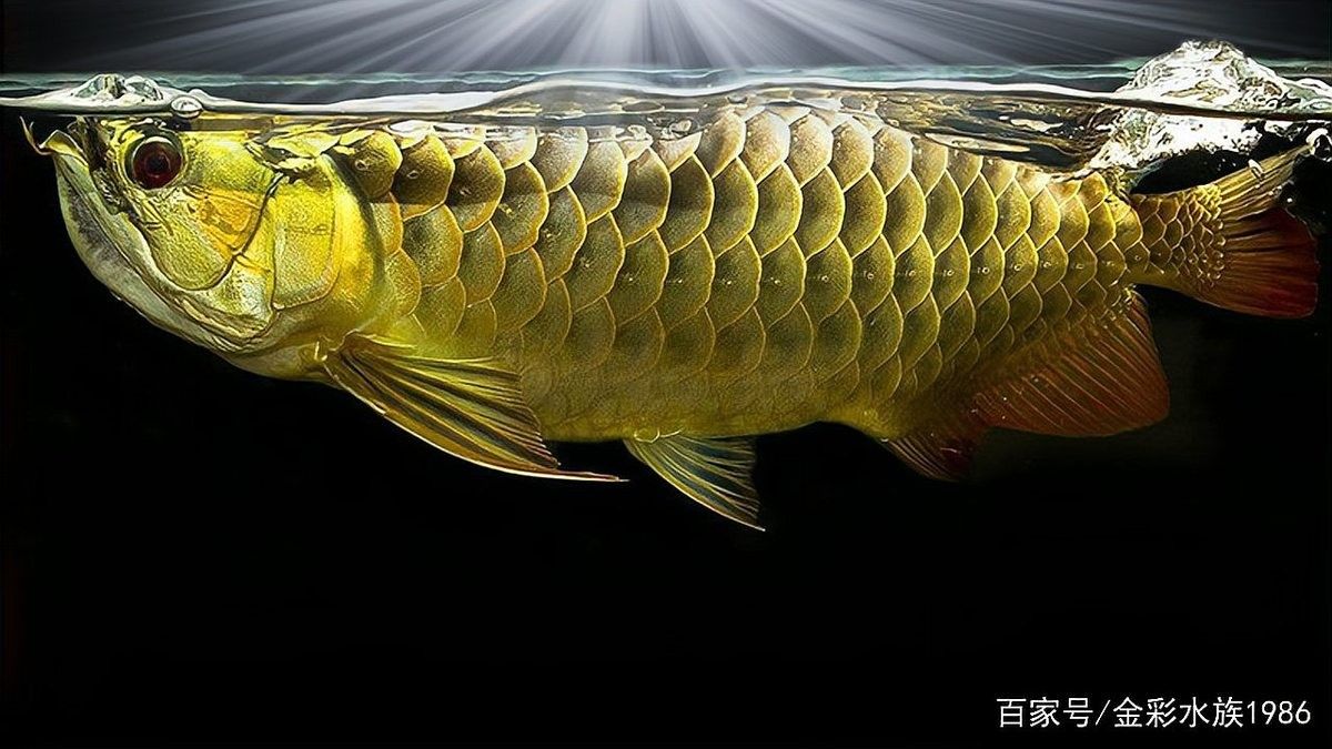 龍魚用什么燈上色好看呢