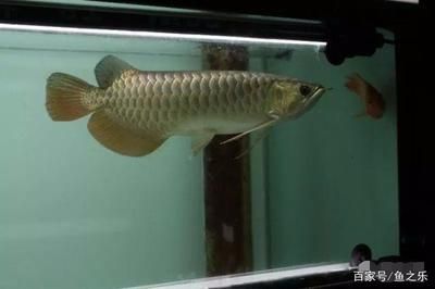 龍魚三天不喂：龍魚三天不喂食會對它們的健康產生影響嗎？