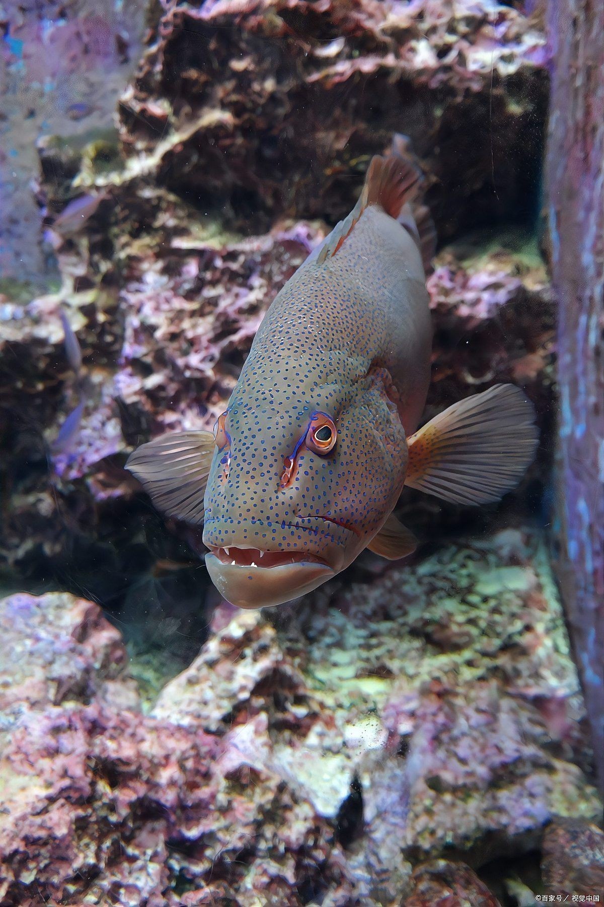 超血紅龍魚怎么樣鑒定：探索超血紅龍魚的神秘世界