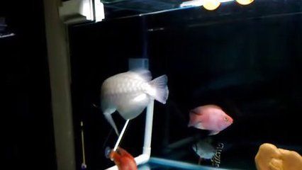 為什么龍魚會撞缸而死：如何預防龍魚撞缸