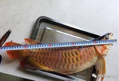龍魚入缸第一天就吃食了正常嗎為什么：龍魚入缸第一天就吃食了正常嗎