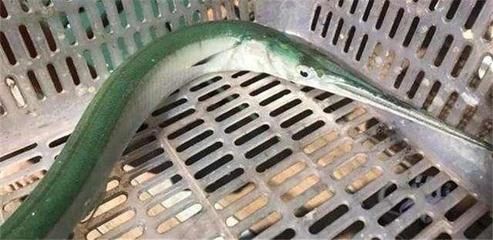 龍魚嘴發(fā)綠是怎么回事：龍魚嘴發(fā)綠可能是由多種原因引起的