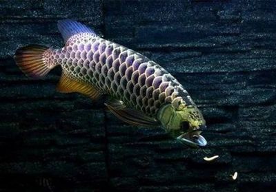 給龍魚喂食：如何判斷龍魚的飽腹感，龍魚喂食后多久消化完