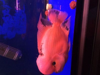 買龍魚微信交易：龍魚微信交易中的注意事項
