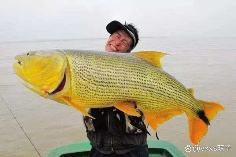 老虎魚長什么樣