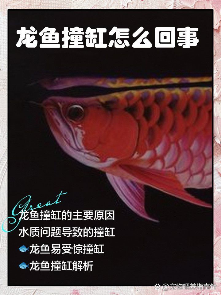 龍魚突然瘋了一般撞缸