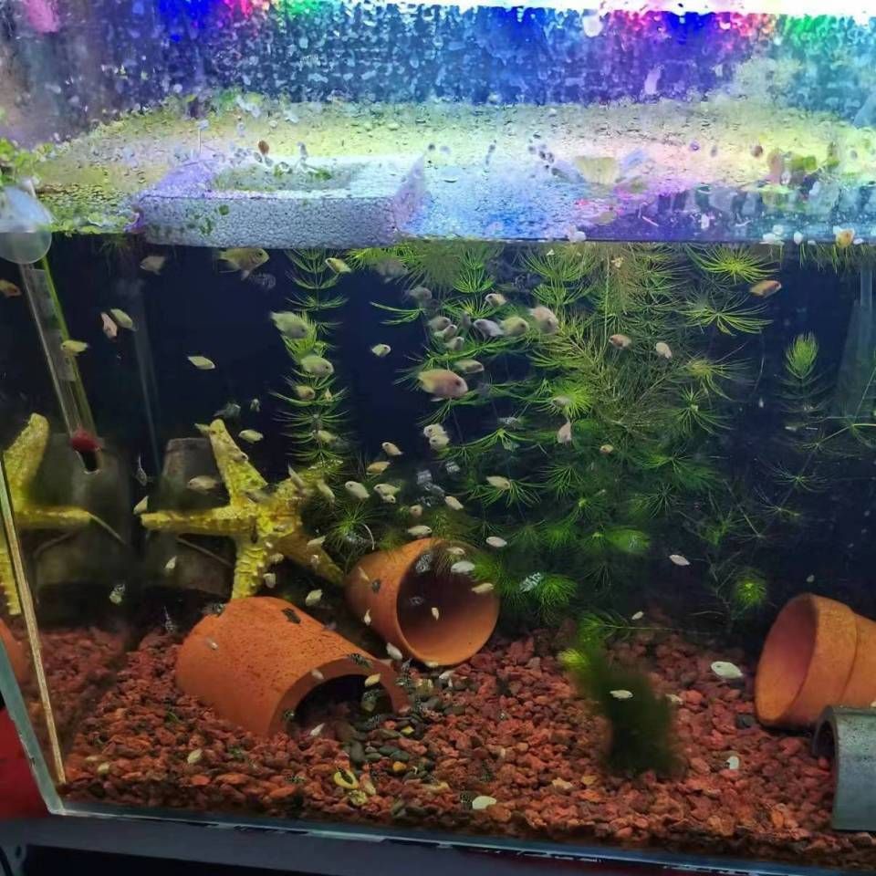 龍魚突然瘋了一般撞缸