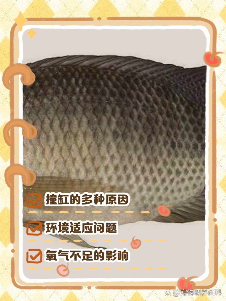 龍魚突然瘋了一般撞缸