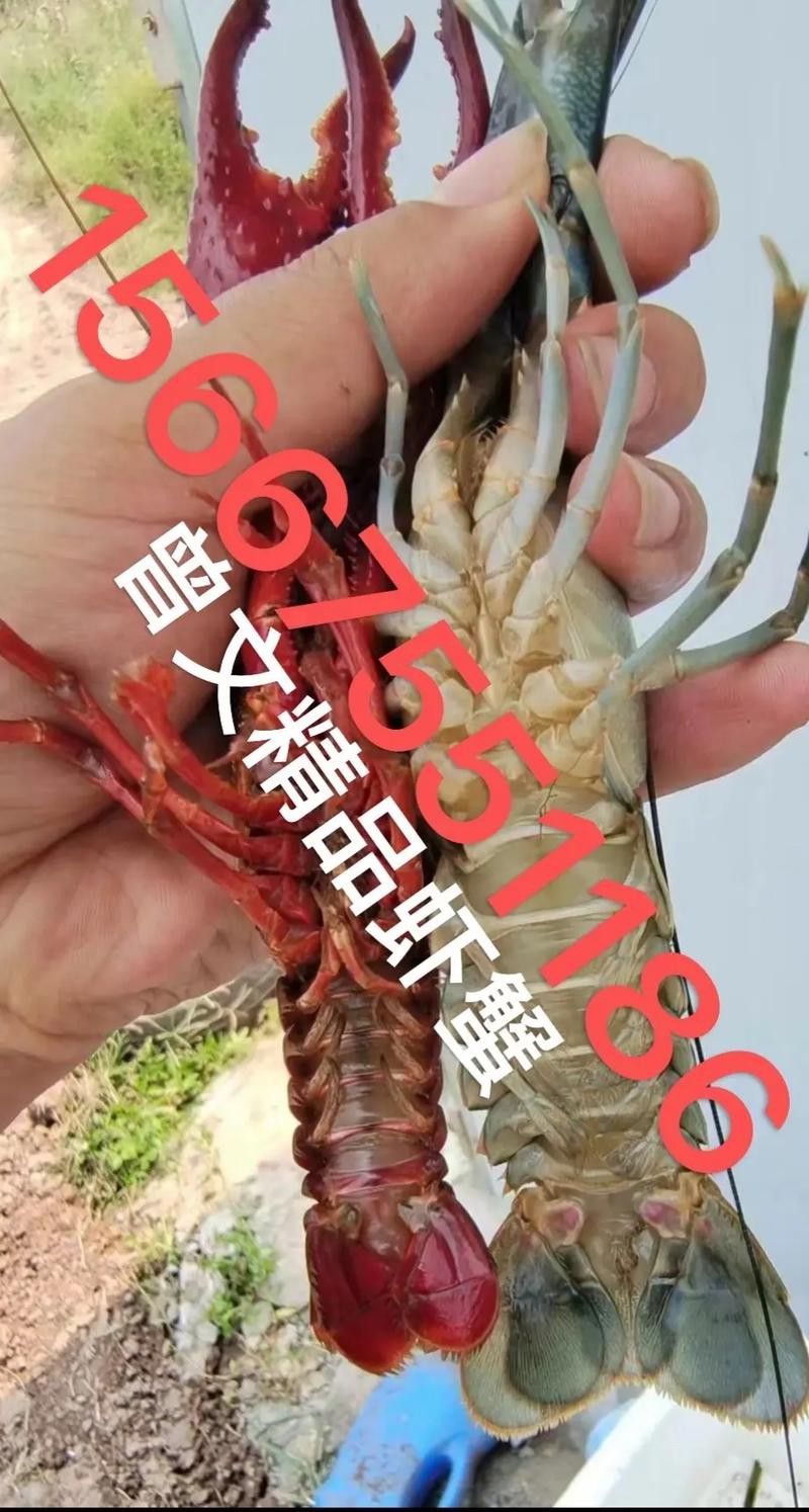 如何購買到真正的澳龍？
