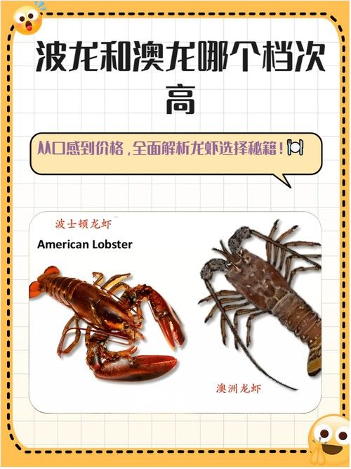 如何購買到真正的澳龍？