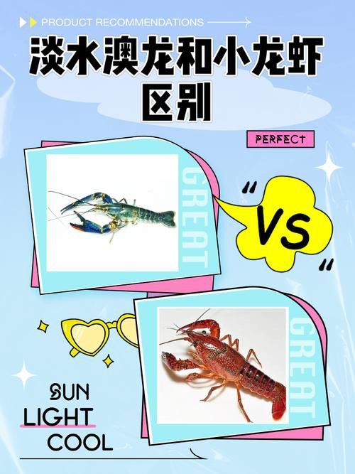 如何購買到真正的澳龍？