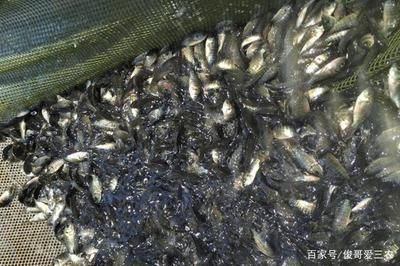 魚苗養殖水溫控制技巧：魚苗養殖水溫波動影響，夏季魚苗降溫方法