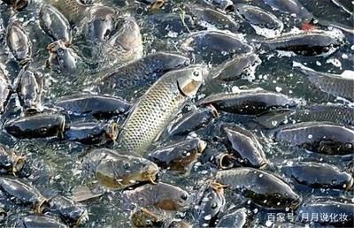 魚苗養殖水溫控制技巧：魚苗養殖水溫波動影響，夏季魚苗降溫方法