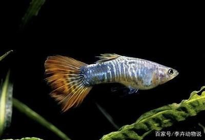 魚苗養殖水溫控制技巧：魚苗養殖水溫波動影響，夏季魚苗降溫方法