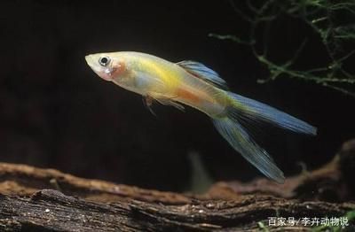 魚苗養殖水溫控制技巧：魚苗養殖水溫波動影響，夏季魚苗降溫方法