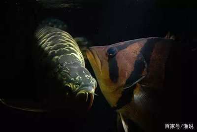 印尼虎魚苗混養常見問題：印尼虎魚苗和其他魚類混養常見問題及其解決方案