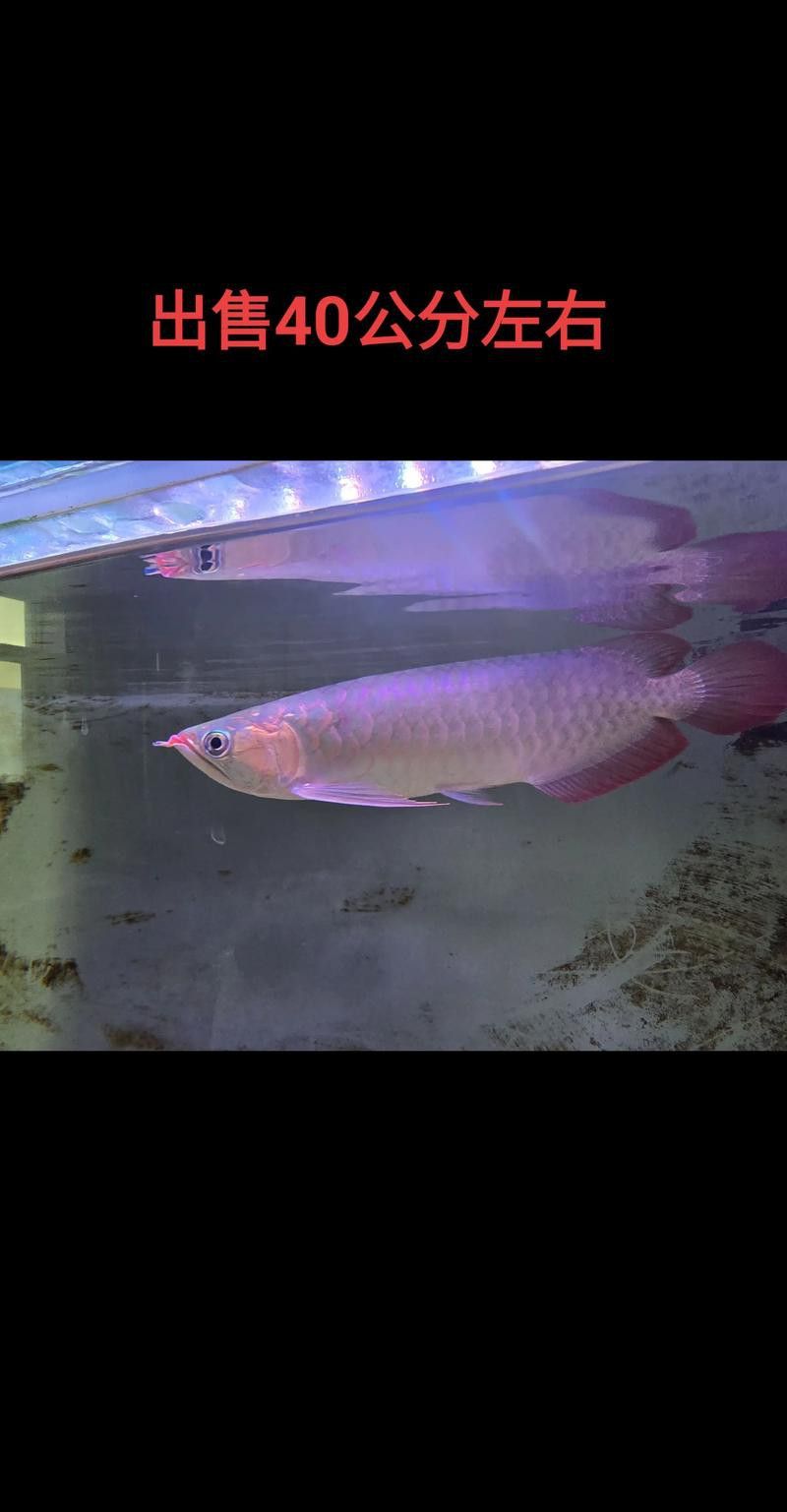 紅龍魚(yú)回收價(jià)格表圖片
