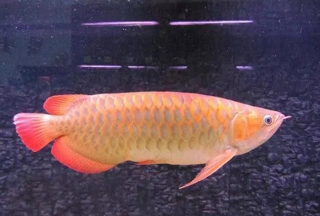 紅龍魚(yú)回收價(jià)格表圖片