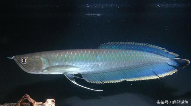白化銀龍魚和雪龍魚的區別在哪（白化銀龍魚與普通銀龍區別）