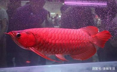 最貴的血紅龍魚是什么魚：世界上最貴的一條血紅龍魚，價格高達500萬元