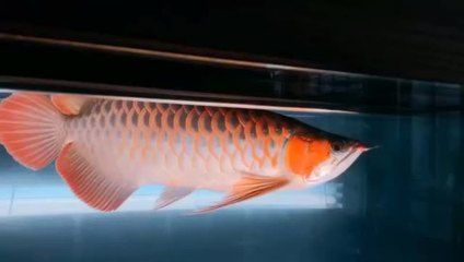 天王紅龍批發：關于天王紅龍批發和貨源基地的信息是一些相關的企業和網站