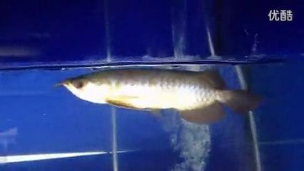 天王紅龍批發：關于天王紅龍批發和貨源基地的信息是一些相關的企業和網站