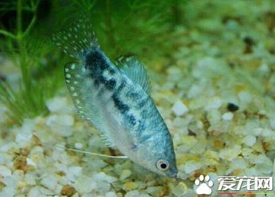 龍魚變色要多長時間才能好起來：龍魚發色要多長時間才能好起來